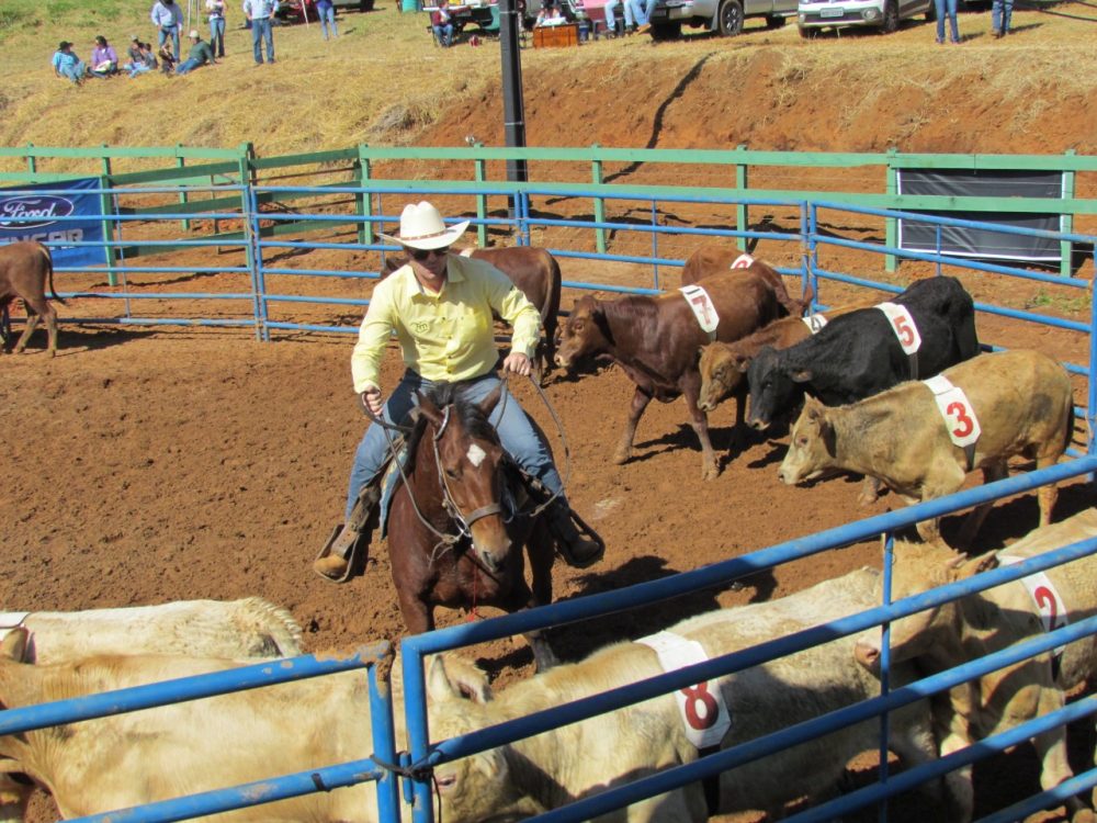 O ranch sorting consiste em apartação de gado entre dois currais como acontece no dia a dia nas fazendas - Divulgação/Assessoria