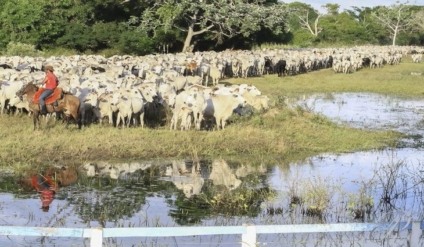 Após o término do prazo, as explorações pecuárias que não realizarem a atualização cadastral estarão sujeitas a sanções - Foto: Governo de MS