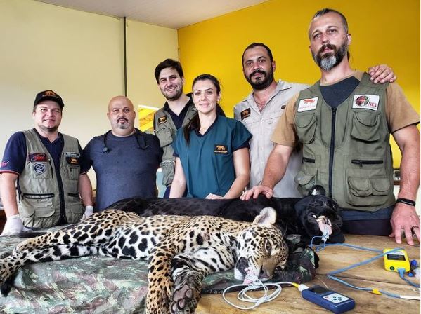 Material genético também é coletado em parceria com instituições que possuem animais em cativeiro - Instagram