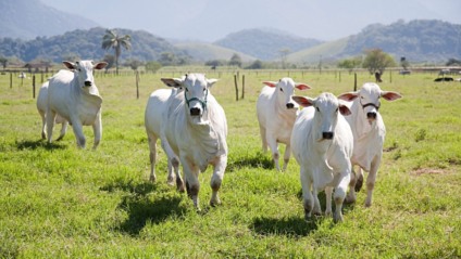 Em um ano, mais de 77 mil animais contaminados foram sacrificados devido à doença - Foto: Reprodução Internet