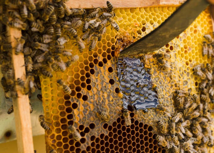 Entre janeiro e fevereiro de 2021, Brasil exportou 8.891 toneladas de mel in natura - Foto: reprodução Coofamel
