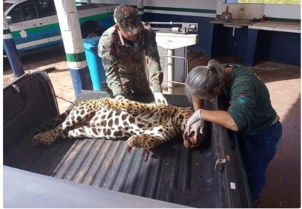 Onça-pintada foi encontrada com ferimentos às margens da BR-262, próximo a Miranda. - Foto: Divulgação/PMA Onça-pintada foi encontrada com ferimentos às margens da BR-262, próximo a Miranda. - Foto: Divulgação/PMA