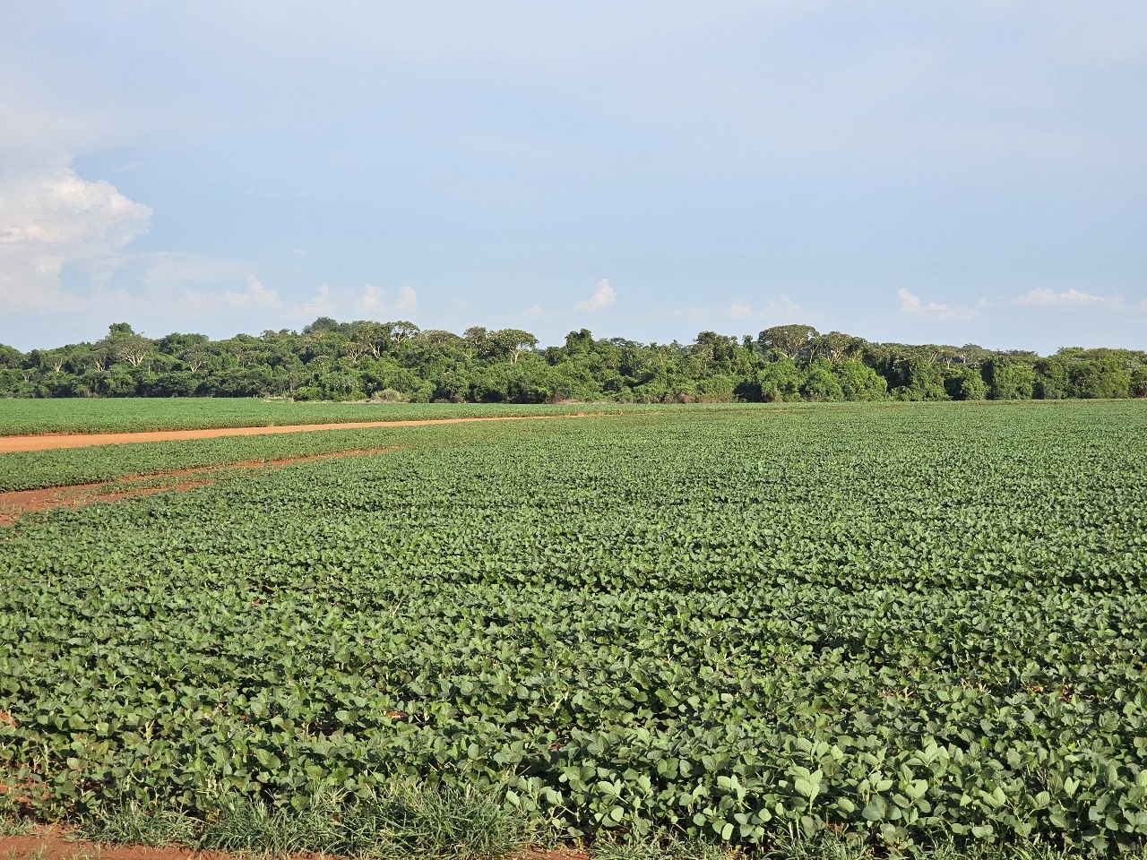 MS tem recuo na estimativa de produção de soja