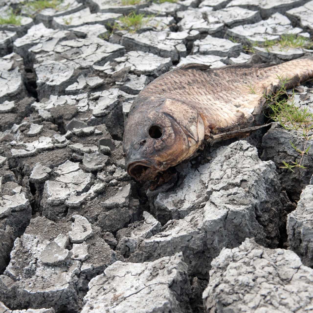 Pantanal viveu no ano passado pior seca da história - Divulgação Semagro