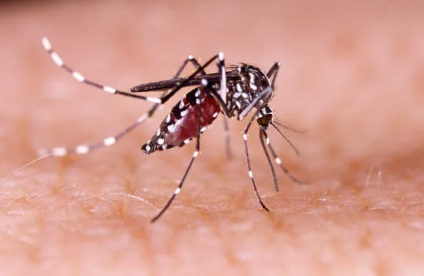 Em cinco meses, número de casos de dengue supera todo ano de 2021 - Foto: Divulgação