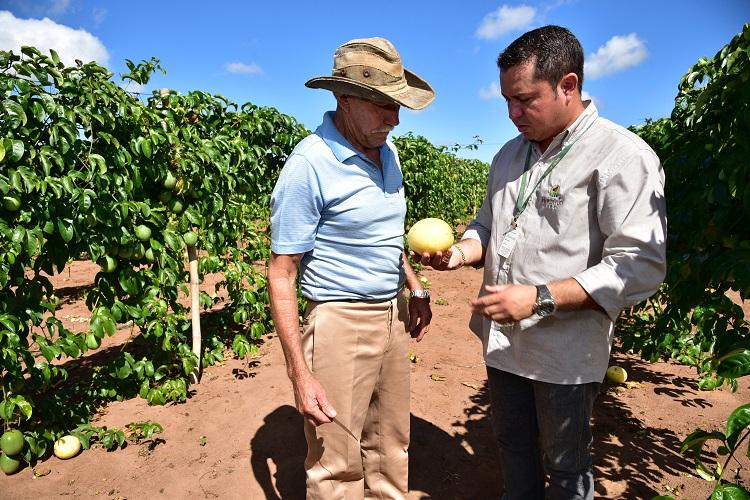 Um dos cursos oferecidos pelo Sindicato Rural e Senar é o Plantio e Manejo de Pomar - Senar/MS