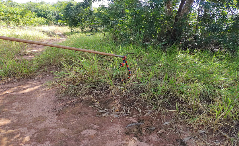 A serpente da espécie Lampropeltis triangulum (falsa-coral), que não é peçonhenta - Divulgação/PMA