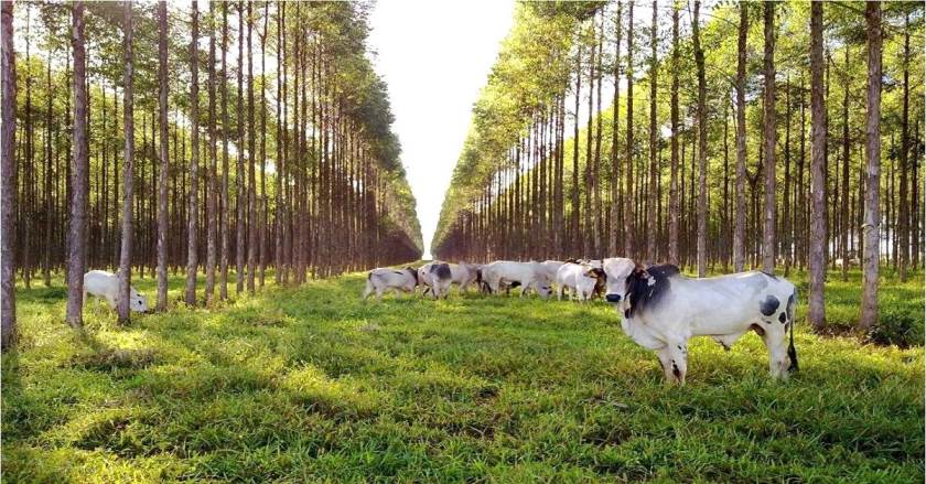 Três Lagoas chegou a ter quase um milhão de cabeças de gado, mas com a plantação de eucalipto, rebanho bovino está reduzido - Arquivo