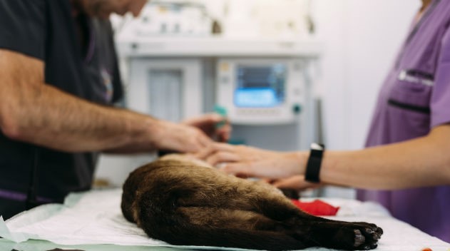 Cirurgias de castração e emergência serão realizadas em animais de pequeno porte - Foto: Site CPT