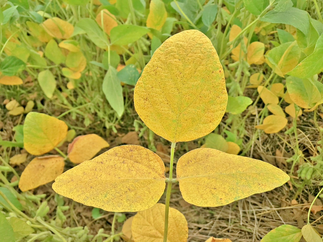 Os sintomas causados pela doença iniciam na parte inferior das plantas, com pequenas lesões escurecidas no superior das folhas. - Foto: Reprodução/Consórcio Antiferrugem