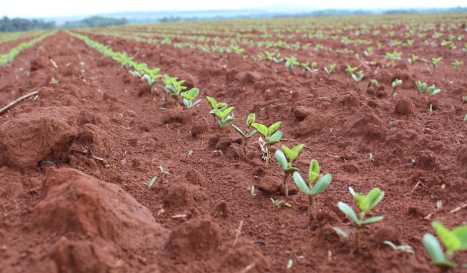 Cadastro é obrigatório e deve ser feito no site da Iagro. - Foto: Ilustração/Canal Rural