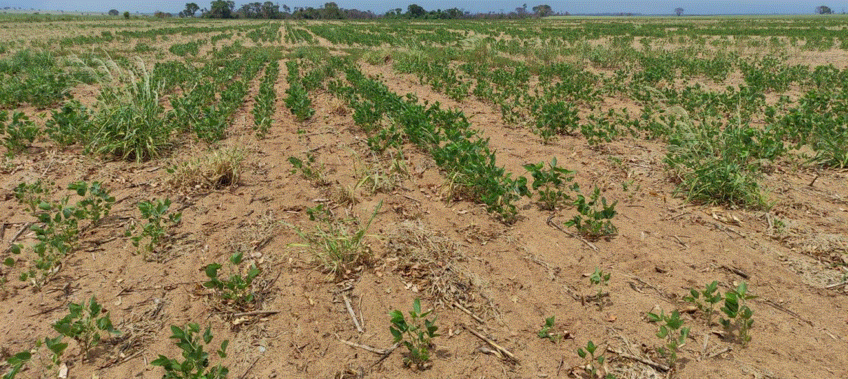 Lavouras do cone sul do Estado estão entre as mais afetadas pela estiagem. - Foto: Reprodução/relatório Aprosoja MS