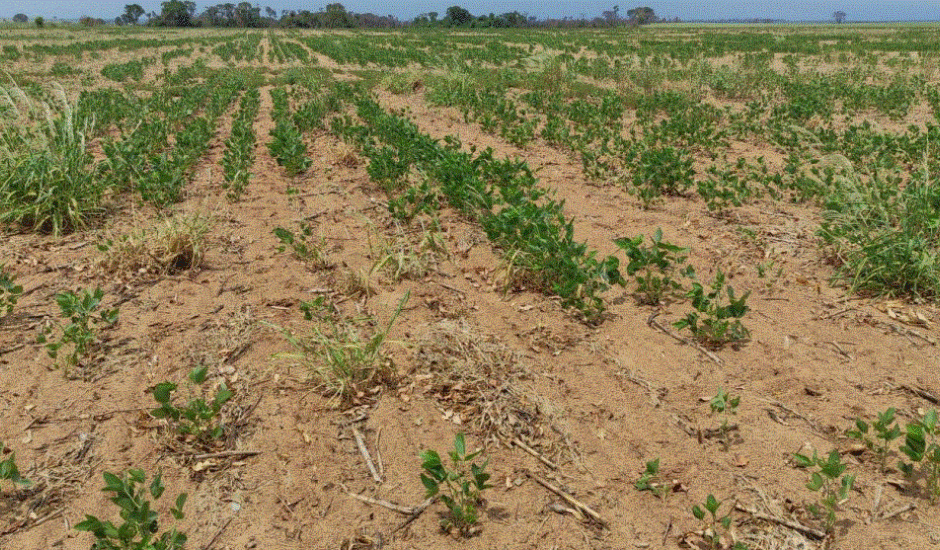 Estimativa caiu de 12,7 milhões para 11,4 milhões de toneladas para a safra 2021/22. - Foto: Reprodução/Aprosoja MS