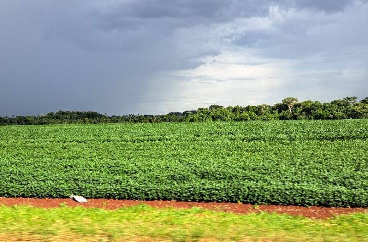 A colaboração de cada produtor é essencial para a segurança fitossanitária das plantações de soja em Mato Grosso do Sul.