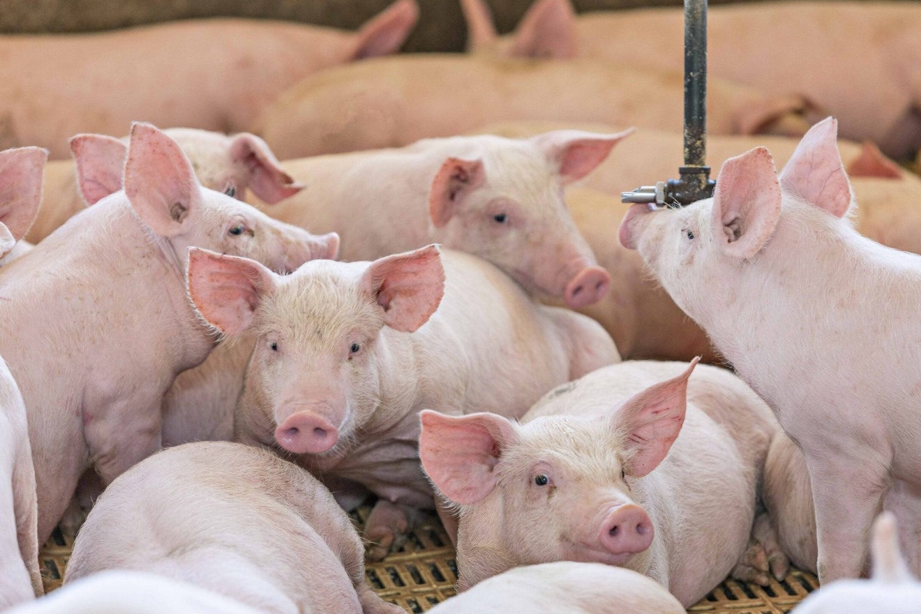 Abatimento deve saltar de 3,2 mil para mais de 5 mil suínos por dia - Foto: Reprodução Pork Expo
