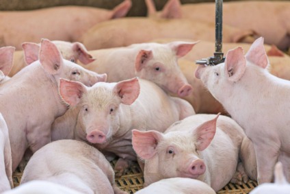 Abatimento deve saltar de 3,2 mil para mais de 5 mil suínos por dia - Foto: Reprodução Pork Expo