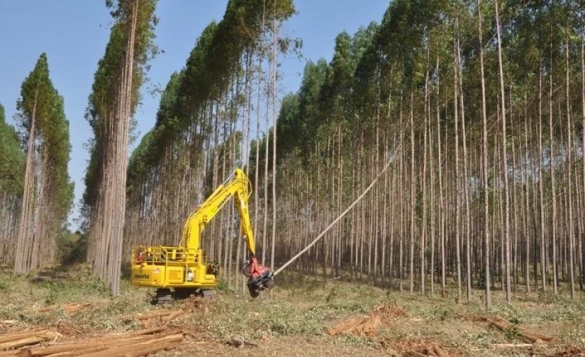 Inscrições são gratuitas e oportunidade é para o setor florestal - Arquivo/JP