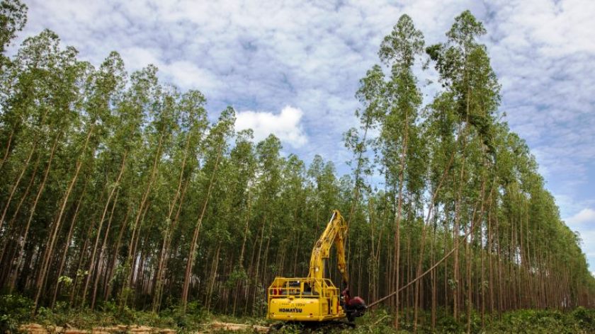 As vagas são para as funções de motorista, operadora de máquinas agrícolas e ajudante florestal. - Arquivo/JPNEWS