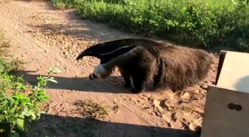 Animal foi capturado pela PMA, na tarde desta terça-feira (23), no Santos Dumont - Divulgação/PMA