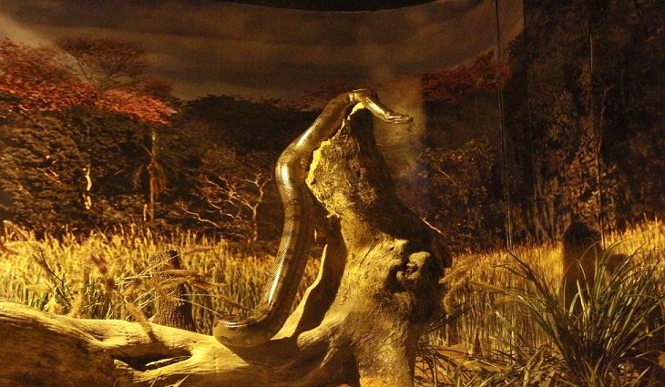 A serpente de grande porte vive atualmente em um ambiente preparado para seu bem-estar, no tanque denominado Banhados Sucuris - Foto: Edemir Rodrigues