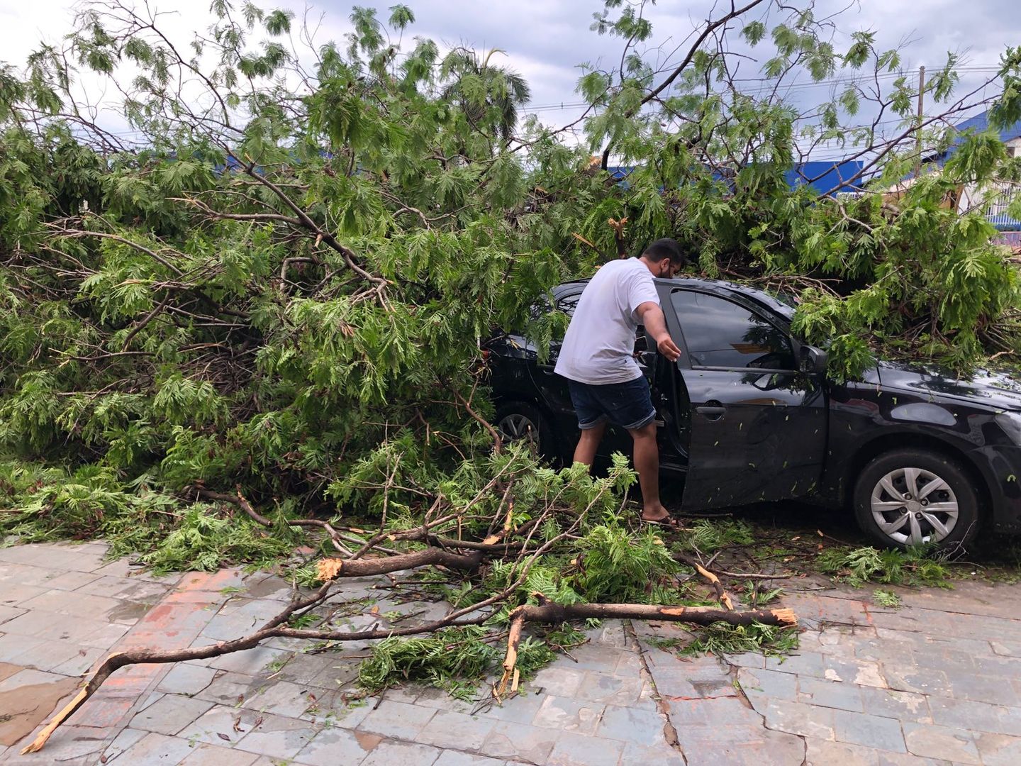 Árvore cai e atinge carro com duas pessoas - Foto: Isabelly Melo/CBN