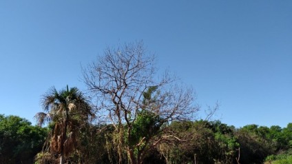 Ar seco começa a perder força, as nuvens aumentam e as chuvas de verão voltam a ocorrer - Talita Matsushita/JPNEWS