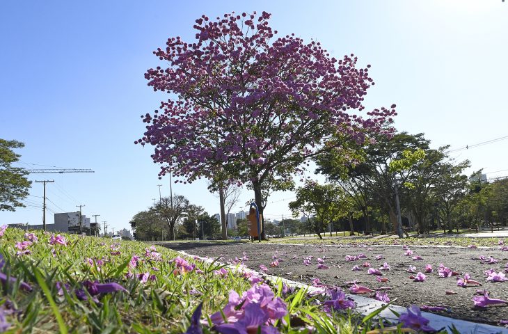 Semana começa com tempo estável, mas com previsão de queda na temperatura na quinta-feira - Divulgação