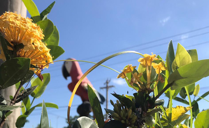 O tempo segue abafado e a temperatura máxima deve ultrapassar os 34°C - Israel Espíndola/RCN67