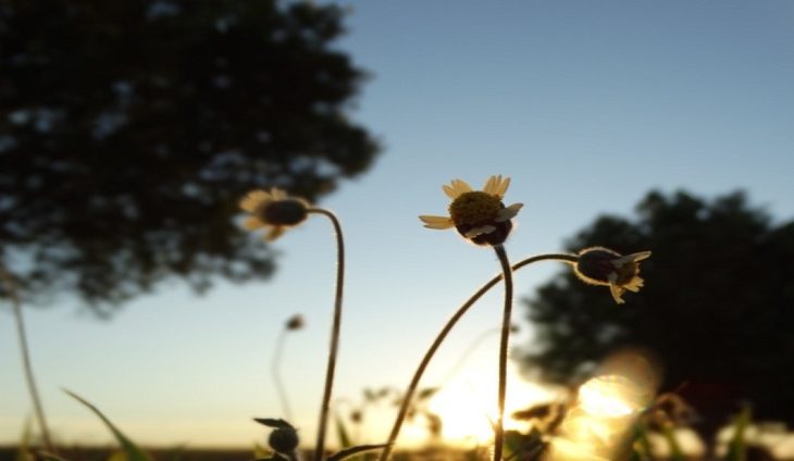 - Foto: Mônica Alves