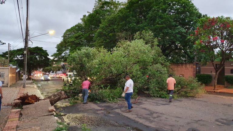 Temporal de sexta-feira derrubou árvores e trouxe inúmeros prejuízos na Capital - Divulgação Prefeitura