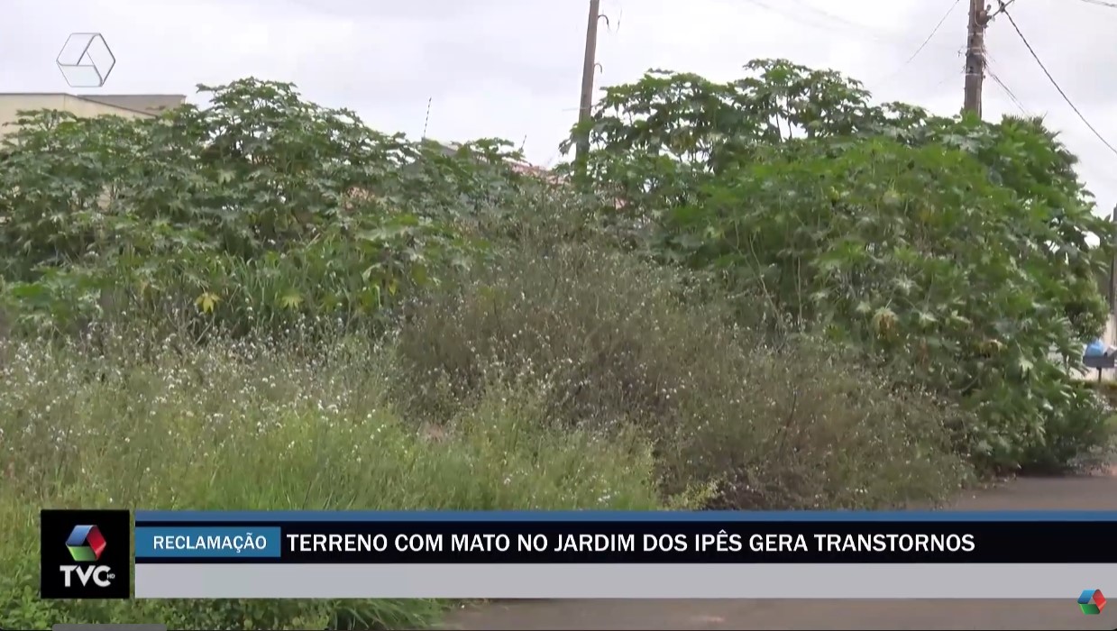 Terreno com mato no Jardim dos Ipês gera transtornos a moradores