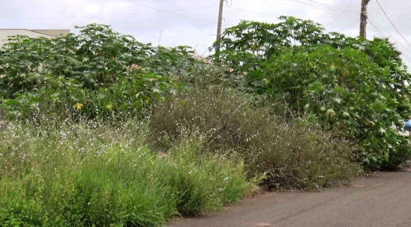 Terreno com mato no Jardim dos Ipês gera transtornos.