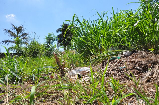 Terrenos sujos geram mais de 1,6 mil multas em Três Lagoas - Divulgação