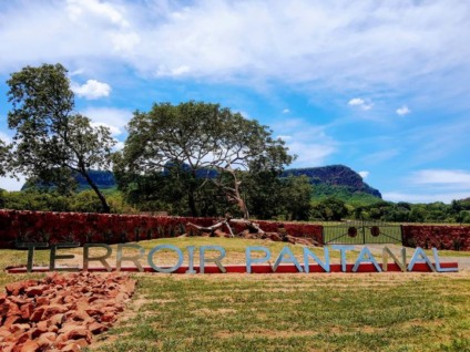 Vinícola Terroir Pantanal está se desenvolvendo na região de Camisão - Foto: Divulgação