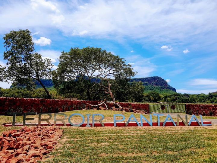 Vinícola Terroir Pantanal está se desenvolvendo na região de Camisão - Foto: Divulgação