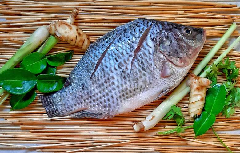 Semana do Pescado quer ampliar presença da proteína na mesa do sul-mato-grossense -