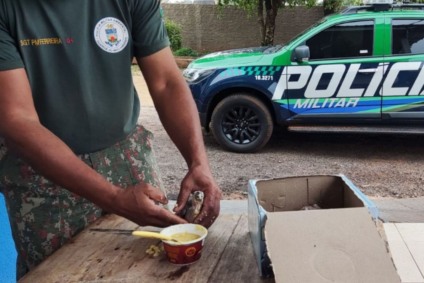 Policiais da PMA de Mundo Novo estavam dentro da propriedade orientando moradores sobre os problemas do tráfico de animais quando avistaram o criminoso - Foto: Divulgação/PMA Policiais da PMA de Mundo Novo estavam dentro da propriedade orientando moradores sobre os problemas do tráfico de animais quando avistaram o criminoso - Foto: Divulgação/PMA