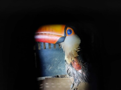 Tucano ferido por linha de pipa com cerol - Foto: Divulgação PMA