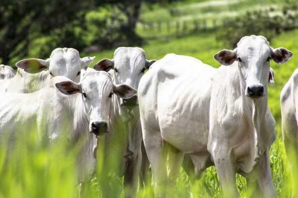 Além da compensação trabalhista, réu enfrenta acusação de calúnia - Foto: Divulgação/MPTMS