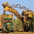 Brasil é o maior produtor de cana-de-açúcar no mundo - Foto: Reprodução/ Agência Brasil