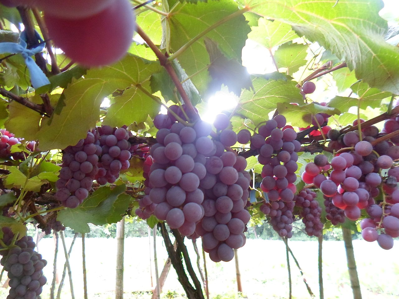 Uvas Niágara são uma das produções da fruticultura de Campo Grande. - Foto: Ilustração/Web