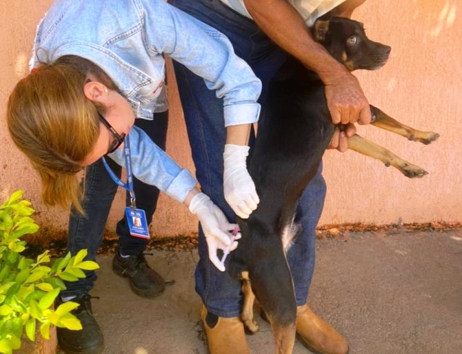 Os profissionais do Centro de Controle de Zoonoses estão percorrendo as casas do Jardim das Violetas 1 e 2. - Divulgação/Assessoria