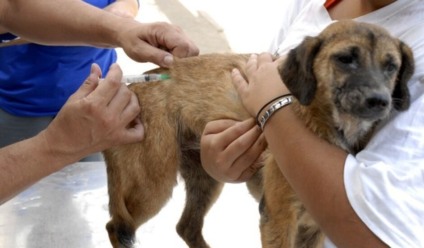 De Centro de Controle de Zoonoses (CCZ) do município, 15,5 mil cães e gatos devem ser imunizados com a vacina antirrábica - Divulgação