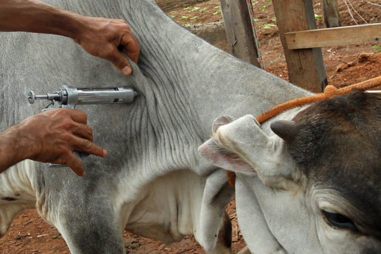 Presidente do Sindicato Rural explica importância da vacinação contra aftosa - Divulgação