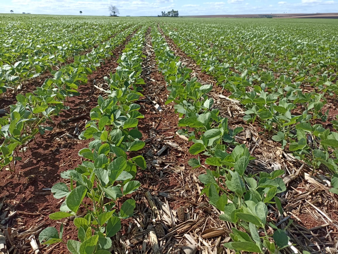 Produção recorde na safra 21/22 - Foto: Divulgação