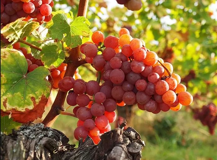 Vinhos franceses tendem a ser mais fermentados que outras produções - Foto: Viajoteca.com