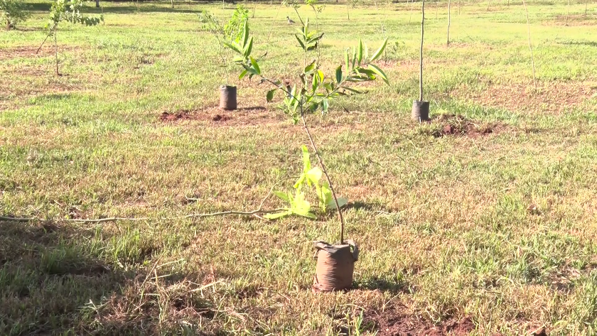 Ação é necessária para minimizar os efeitos do aquecimento global.