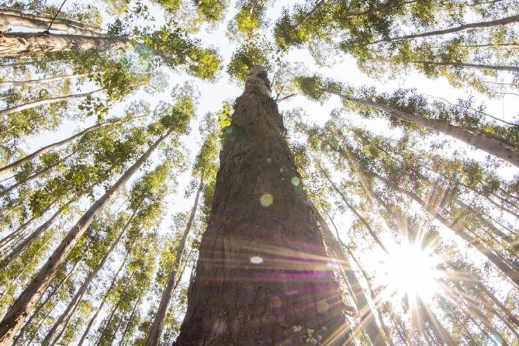 Novas empresas estão sendo atraídas para Mato Grosso do Sul em função do potencial estadual para a silvicultura - Foto: Rubens Moreira Neto