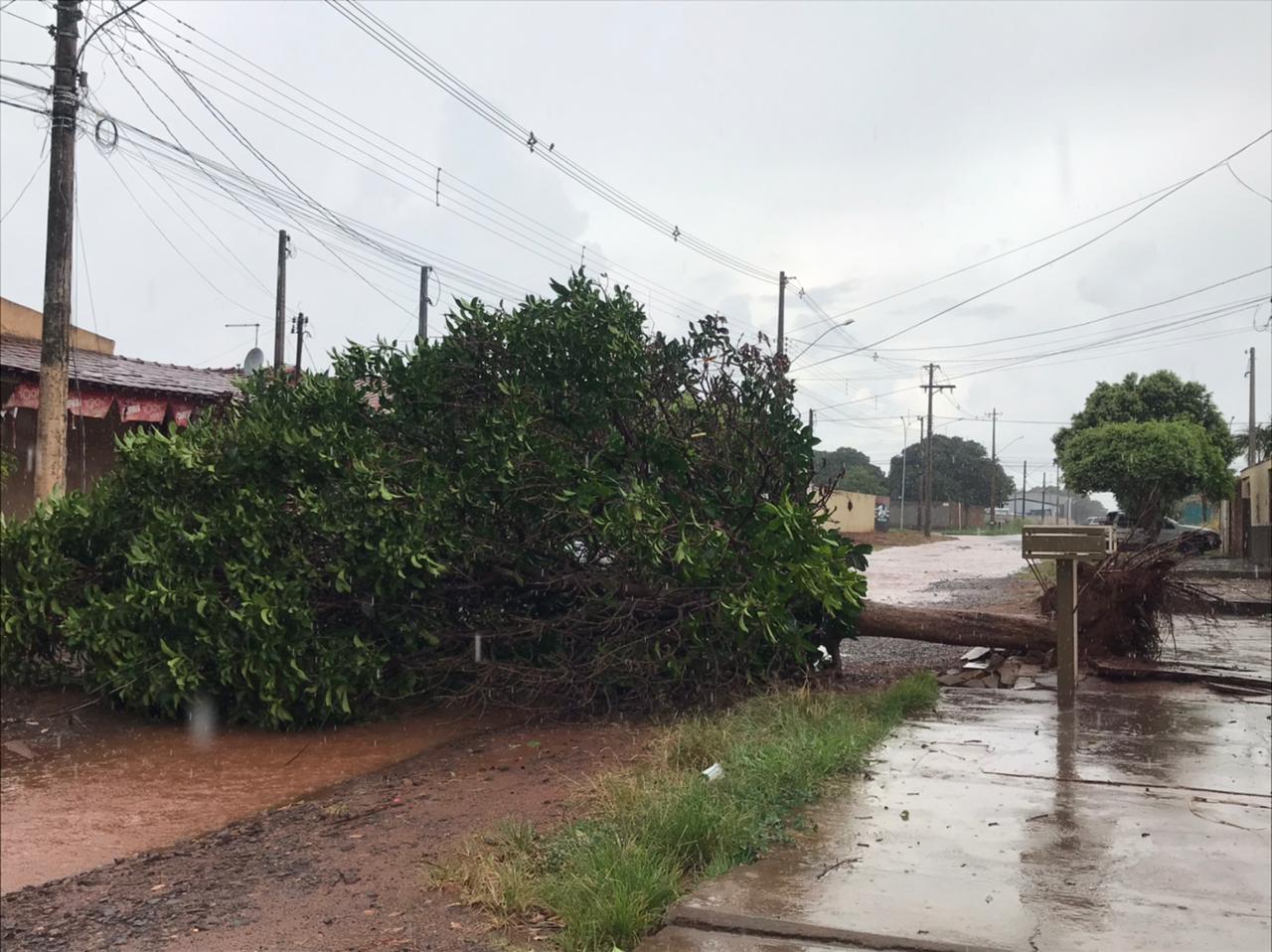 Galhos e árvores grandes também caíram em alguns pontos da cidade durante a chuva que durou cerca de 50 minutos - Kelly Martins/JPNEWS