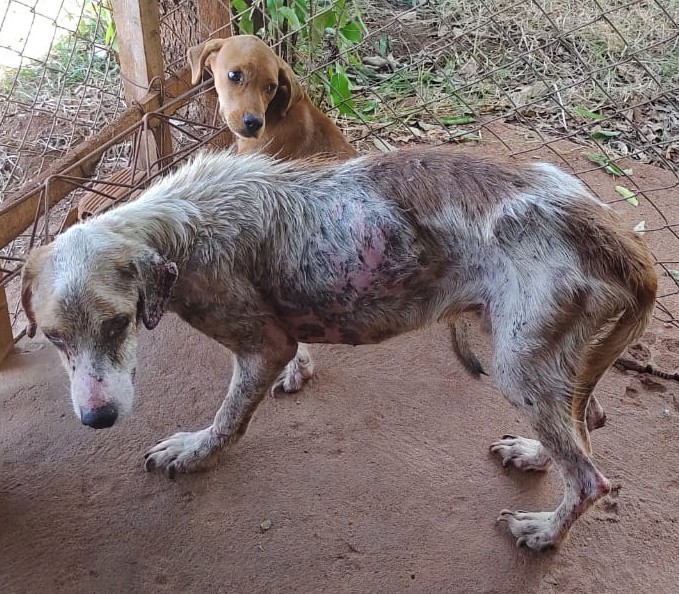 Flagrante foi feito pela PMA em residência no Jardim dos Ipês - Divulgação/PMA